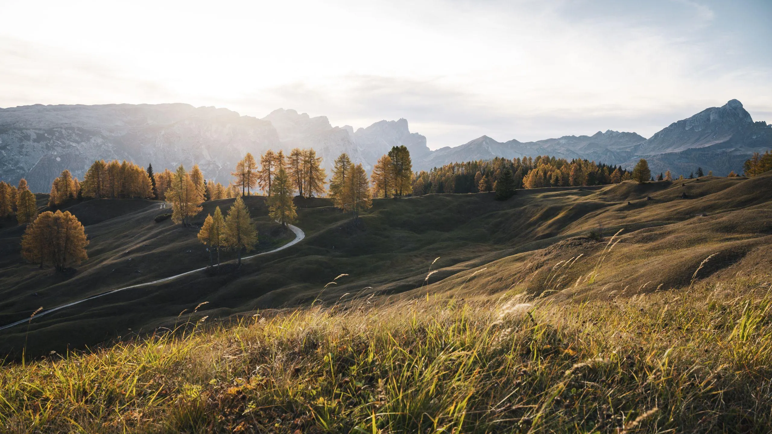 Meadows of Armentara in Alta Badia. Rolling hills are dotted with golden trees under a soft sunset.