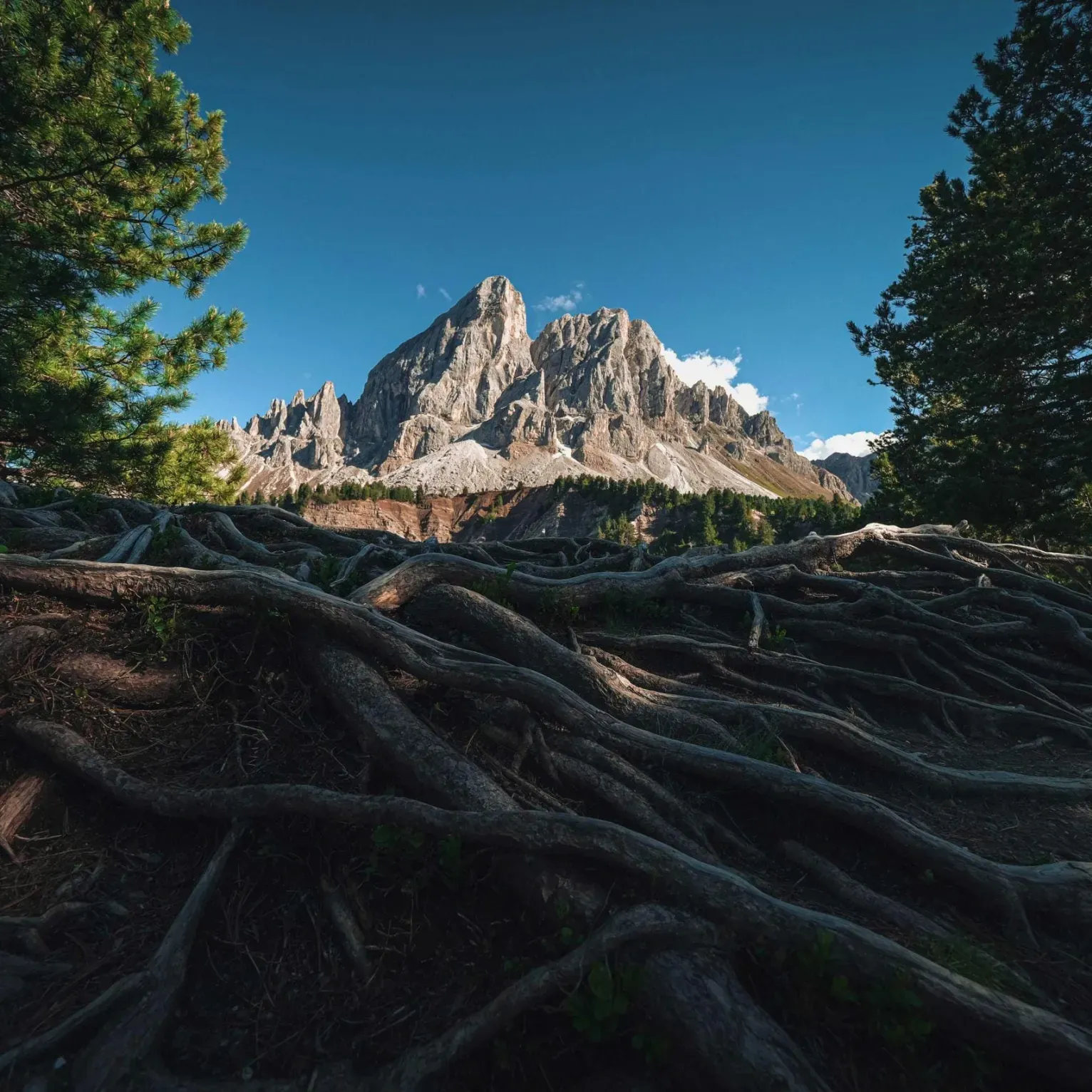 Twisted tree roots in the foreground lead to a towering mountain peak of Sas de Pütia/Sasso Putia in the Dolomites under a clear blue sky, framed by lush green trees.